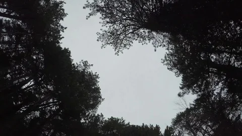 Changing dark crowns of trees in a circle 스톡 동영상 124613057