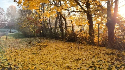 Changing fall leaves falling Stock Footage 114101311