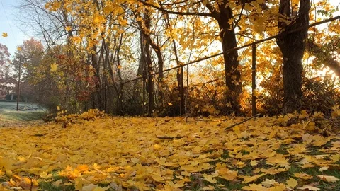 Changing fall leaves falling Stock Footage 114101312