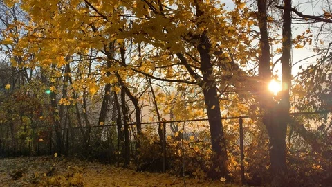 Changing fall leaves falling Stock Footage 114101315