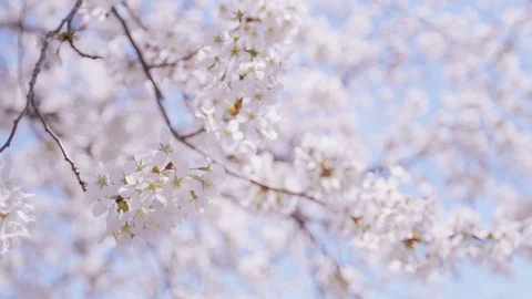Changing focus between the flowers of a large blooming cherry blossom in ge.. Stock Footage 74062714
