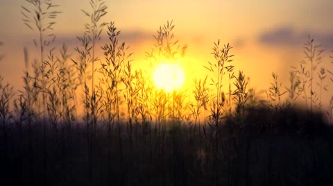 Changing focus from evening city to the dandelion Stock Footage 64930652