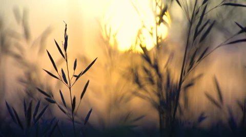 Changing focus from evening city to the wild field Stock Footage 64755844