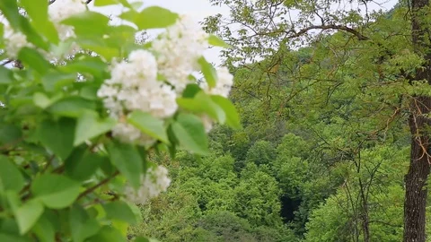 Changing focus from forest to white lilac flower Stock Footage 88828368