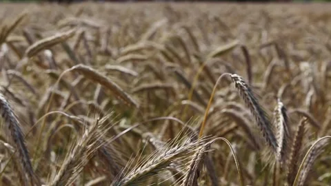 Changing focus on the grain ears waving on the wind Stock Footage 135149272