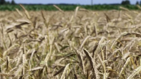 Changing focus on the grain ears waving on the wind Stock Footage 135149314