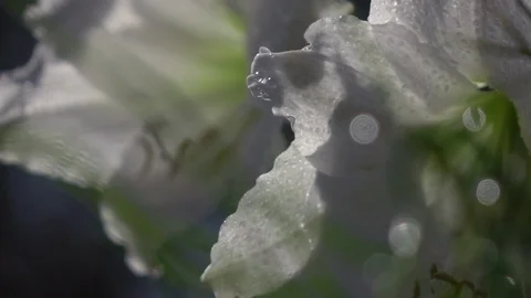 Changing focus from one white amaryllis blossom to other in slow motion 스톡 동영상 89082829