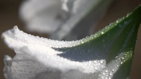 Changing focus from one white amaryllis blossom to other in slow motion Видео 90656639