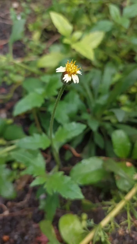 Changing Focus, Vertical Stock Footage 296046249