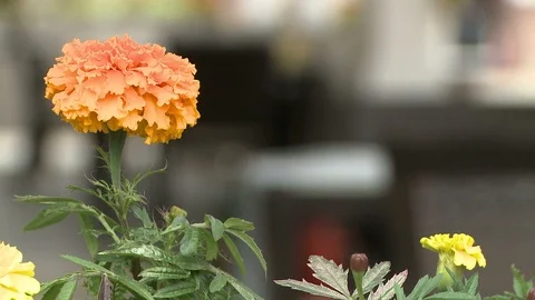 Changing focus view of a street cafe Stock Footage 108604798