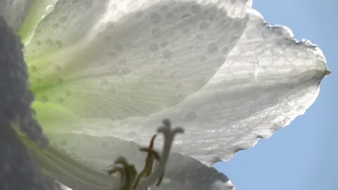 Changing focus on white amaryllis with drops of water against blue background 库存影片 89082800