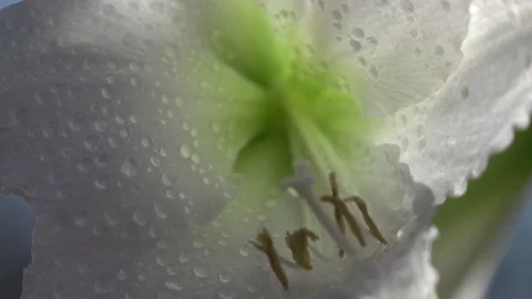 Changing focus on white amaryllis with drops of water. 库存影片 89082815