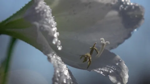 Changing focus on white amaryllis with drops of water. Slow-mo Vídeos de archivo 89869454