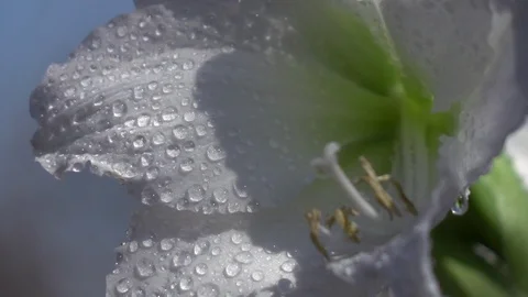 Changing focus on white amaryllis with drops of water against blue sky Видео 92439732