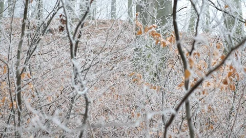 Changing focus winter leaves &amp; trees, Czech Republic, 4K 50p Stock Footage 124771026