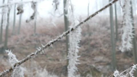 Changing focus winter trees, Czech Republic, 4K 50p Stock Footage 124754260