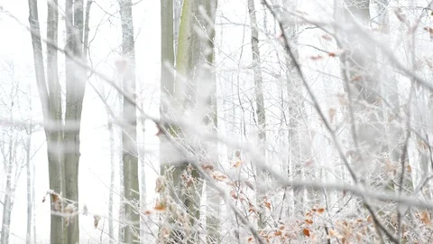 Changing focus winter trees in Czech Republic, 4K 50p4K 50p Stock Footage 124773030