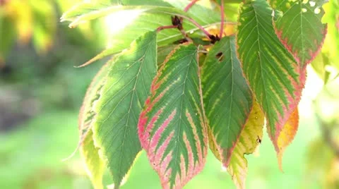 Changing Leaves Video stock 14634471