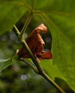 The changing leaves Stock Photos