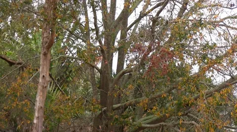 Changing of leaves in southern Florida Stock Footage 37348692