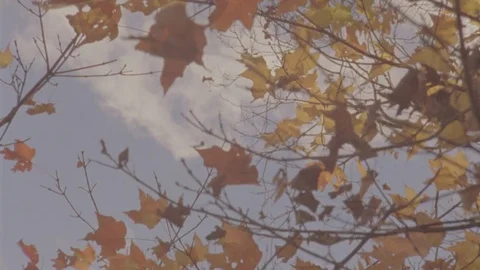 Changing Leaves in wind Stock Footage 71280507