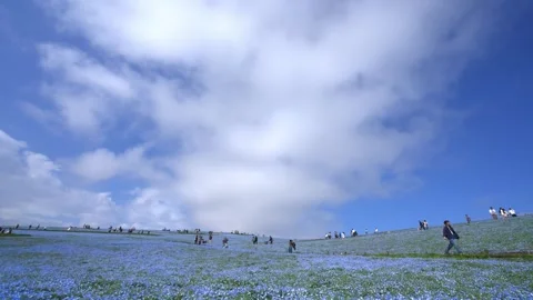 Changing Light Over Nemophila Fields - Hitachi Seaside Park, Japan Stock Footage 335058829