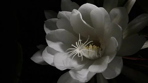 Changing light over Orchid Cactus Epiphyllum Oxypetalum bloom 4K 60FPS Stock Footage 232901251