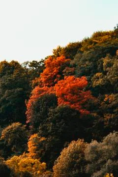 Changing red tree in the middle of the green ones Stock Photos