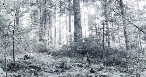 Changing season from summer to winter Video stock 98997363