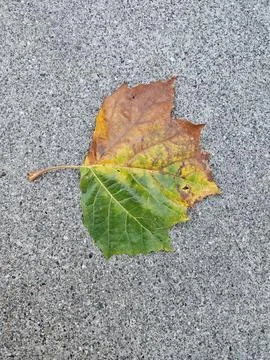 Changing of seasons shown in one leaf on the ground during Fall Foliage Stock Photos