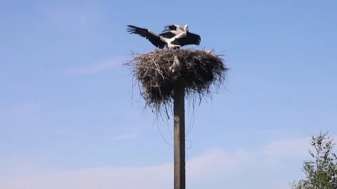 Changing storks Stock Footage 116707703