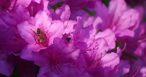 Changing sun light over the azalea flower with busy Honey bee Stock Footage 162630885