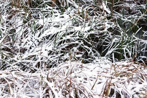 Changing weather patterns. The grass is covered with the first snow Stock Photos