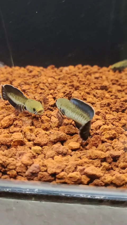 Channa fish Andrao Stock Footage 239642009