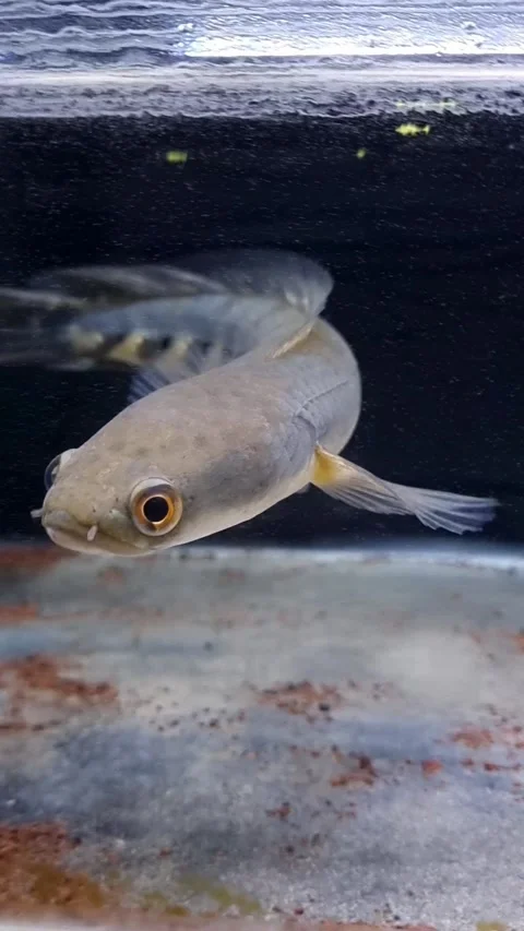 Channa fish Stock Footage 275344249