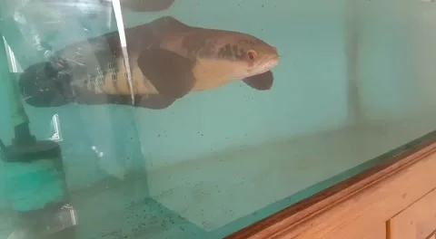 CHANNA Stock Footage 167391721