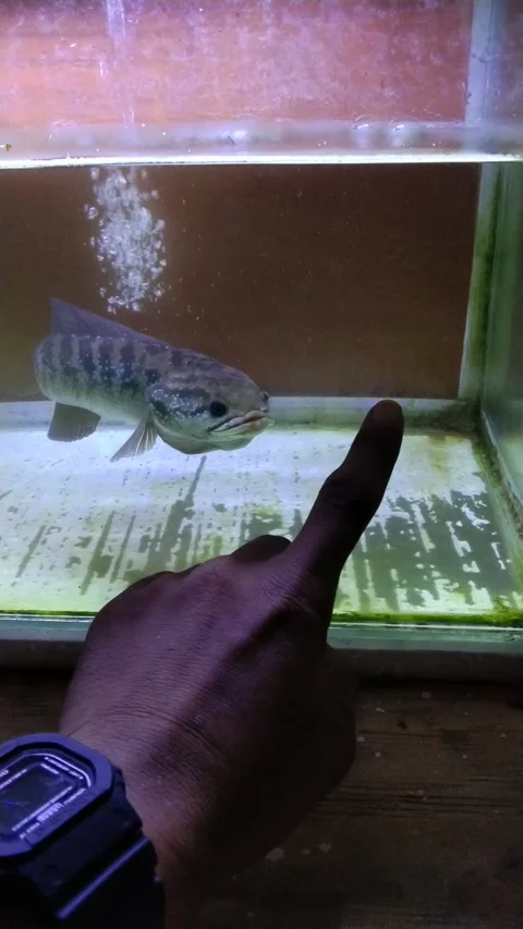 Channa snake head Stock Footage 212400581