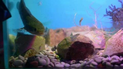 Channa Snakehead Fish Inspecting Sinking Food in Vibrant Blue Aquarium Stock Footage 341802645