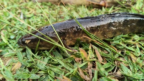 Channa striata or the striped snakehead fish. Stock Footage 337990077