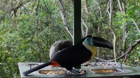 Channal-billed Toucan bird Stock Footage