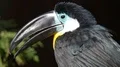 Channel-billed Toucan head and torso very close up 4k or 4k+ Resolution