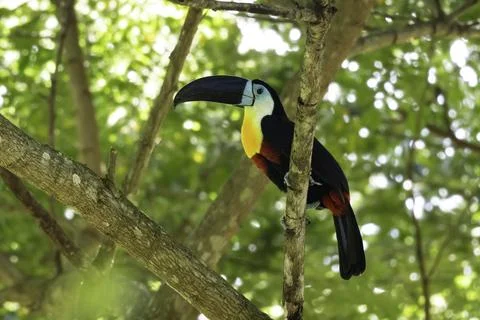 Channel-billed Toucan perched in shade rainforest of Trinidad and Tobago Stock Photos