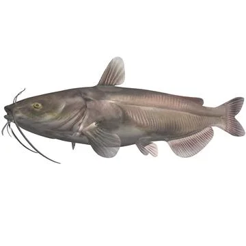 3D Model: Channel catfish ~ Buy Now #91002681 | Pond5