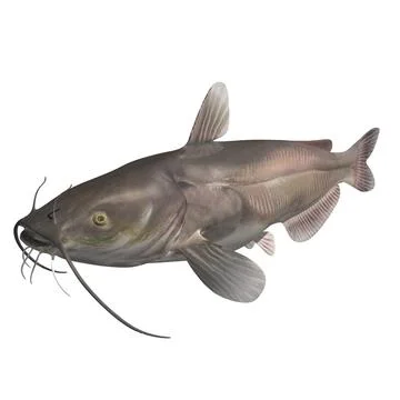 3D Model: Channel catfish ~ Buy Now #91002681 | Pond5