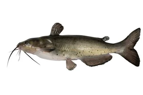 Channel catfish Stock-Fotos