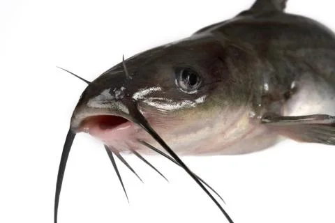 Channel catfish Stock-Fotos