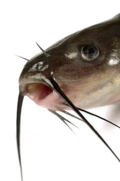 Channel catfish Stock-Fotos