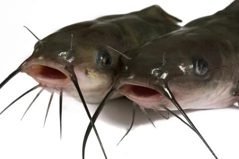 Channel catfish Stock-Fotos