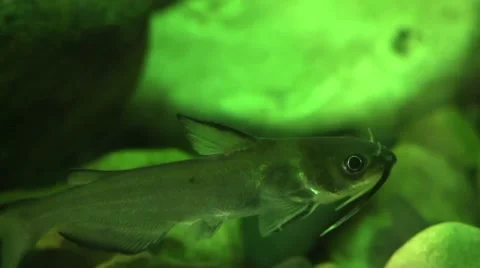 Channel catfish on river bottom Vídeo Stock 68639628