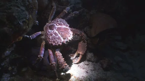 Channel Clinging Crab Видео 7730520